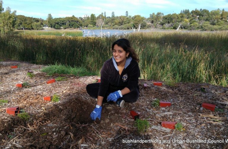 Planting at Lake Claremont