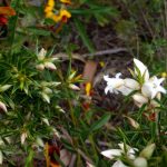 Astroloma xerophyllum.