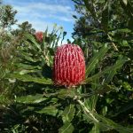 Firewood Banksia.