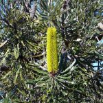 Banksia attenuata