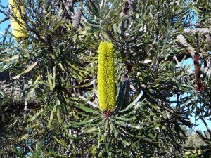 Banksia attenuata