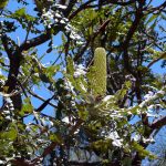 Bull Banksia