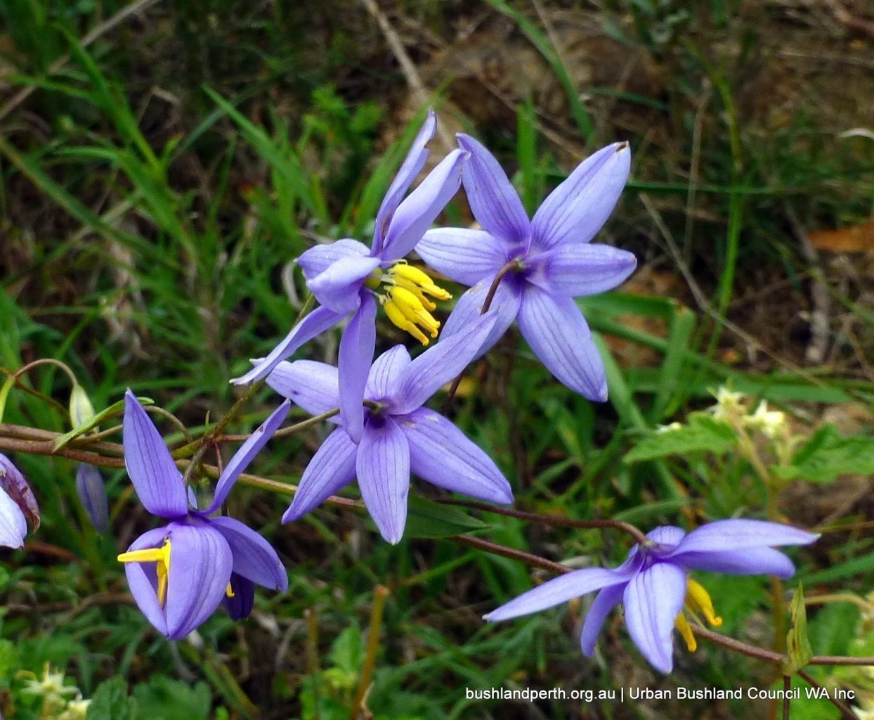 Wandoo Heights Nature Reserve - Urban Bushland Council WA