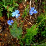 Blue Leschenaultia.