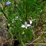 Boronia ramosa.