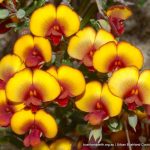 Bossiaea eriocarpa.