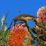 Brown Honeyeater