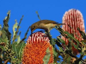 Brown Honeyeater