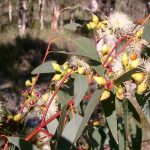 Flooded Gum.