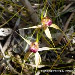 Grand Spider Orchid.