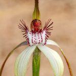 Caladenia longicauda ssp calcigena.