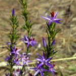 Star of Bethlehem.