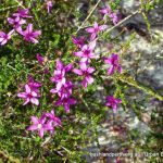 Pink Summer Calytrix.