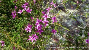 Pink Summer Calytrix.