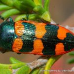 Castiarina sp.