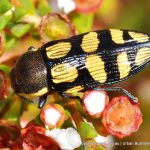 Castiarina subcincta.