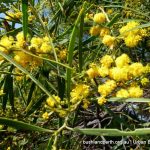 Coastal Wattle.