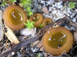 Cup fungi.