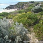 Iluka Foreshore.