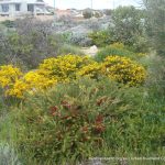 Iluka Foreshore.