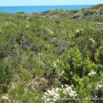 Iluka Foreshore.