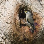 Striated Pardalote.