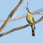 Rainbow Bee-eater.