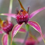 Caladenia.