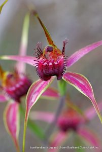 Caladenia.