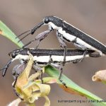 Insects mating.