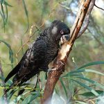 Carnaby's Cockatoo.