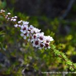 Camphor Myrtle.