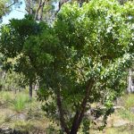 Persoonia elliptica.