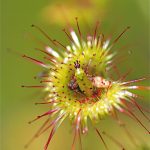 Drosera.