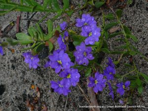 Common Dampiera.