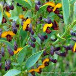 Daviesia nudiflora.