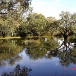 Eastern wetland