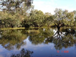 Eastern wetland