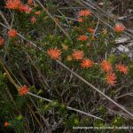 Orange-flowered Eremaea.