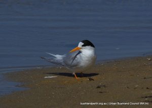 Fairy tern.