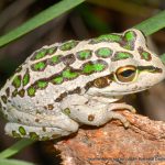 Motorbike Frog.