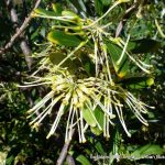 Grevillia olivacea.