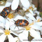 Harlequin Bugs on Wedding Bush.