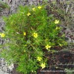 Hibbertia huegelii.