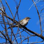 Horsefield's Bronze Cuckoo.