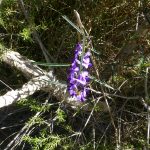 Common Hovea.