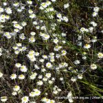 Hyalosperma cotula.