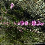 Swan River Myrtle.