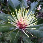 Holly - leafed Banksia