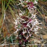 Isopogon asper.